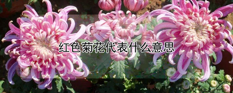 紅色菊花代表什麼意思