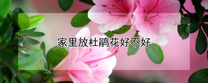 家裏放杜鵑花好不好