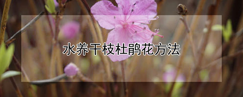 水養幹枝杜鵑花方法