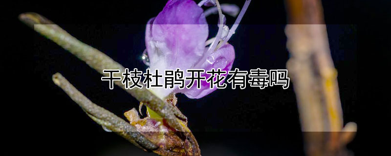 幹枝杜鵑開花有毒嗎