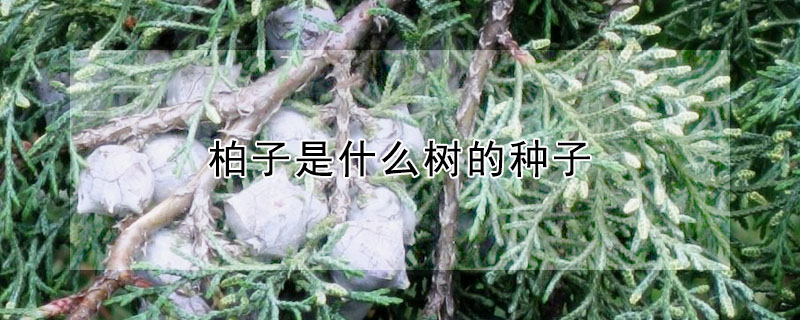 柏子是什麼樹的種子