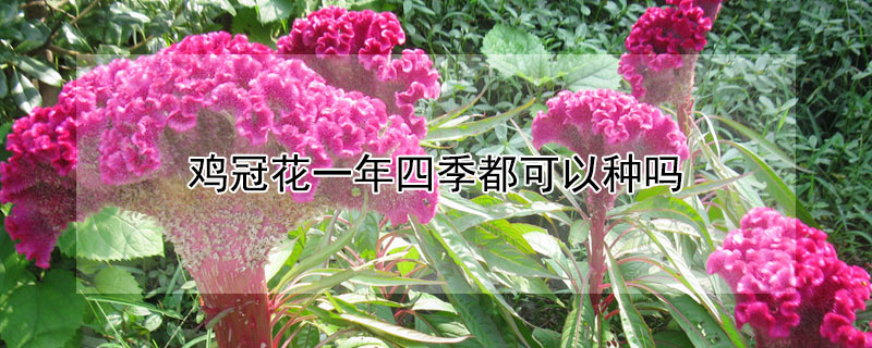 雞冠花一年四季都可以種嗎