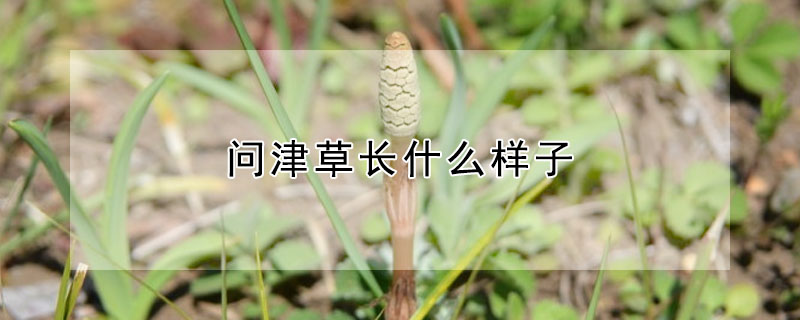 問津草長什麼樣子