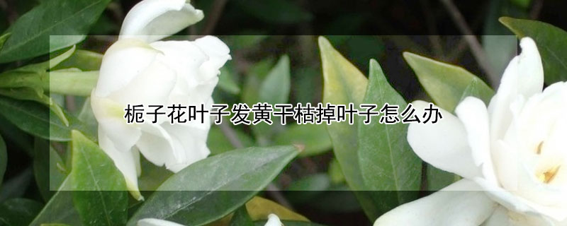 梔子花葉子發黃幹枯掉葉子怎麼辦