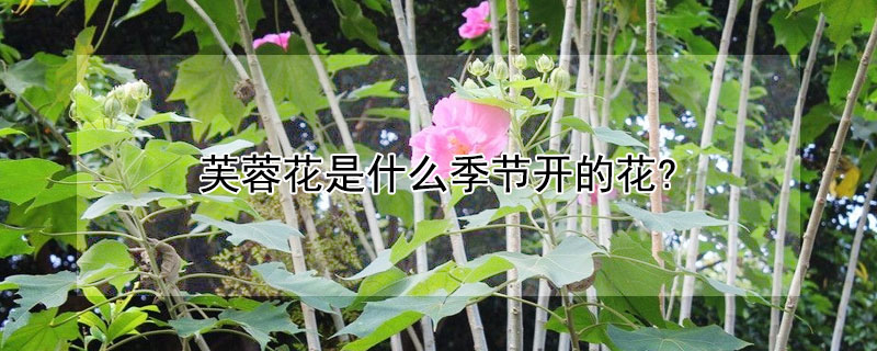 芙蓉花是什麼季節開的花?