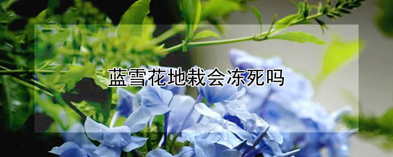 藍雪花地栽會凍死嗎