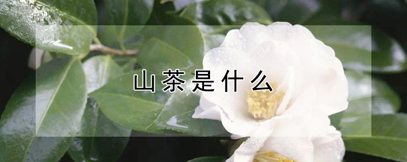 山茶是什麼