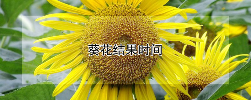 葵花結果時間