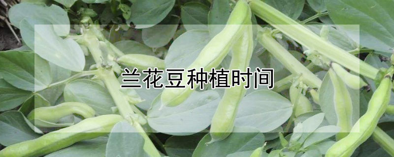 蘭花豆種植時間