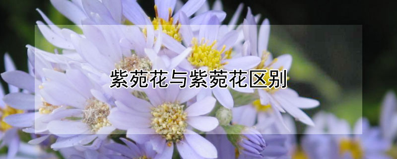 紫苑花與紫菀花區別