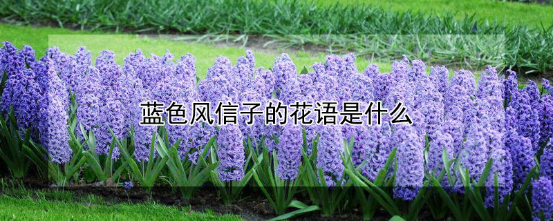 藍色風信子的花語是什麼