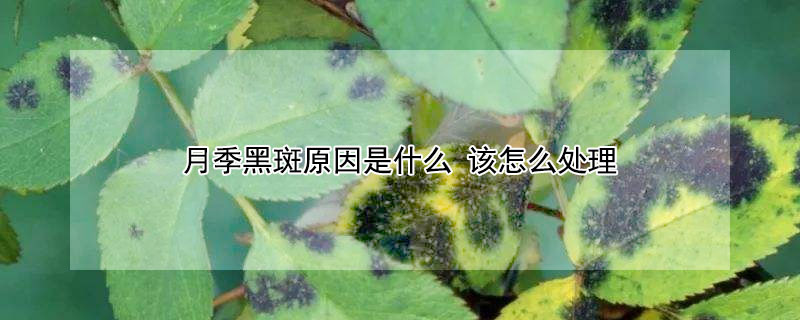 月季黑斑原因是什麼 該怎麼處理