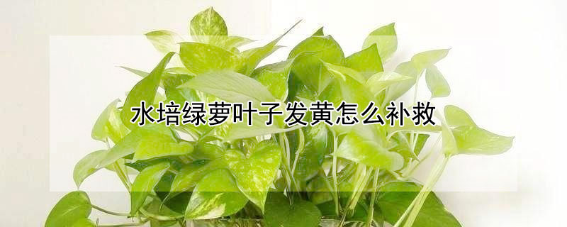 水培綠蘿葉子發黃怎麼補救