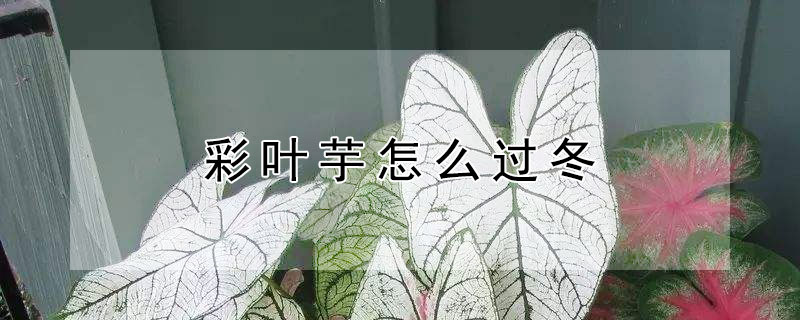 彩葉芋怎麼過冬