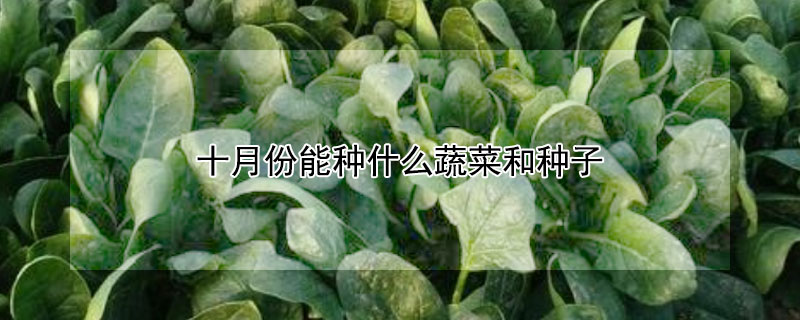 十月份能種什麼蔬菜和種子