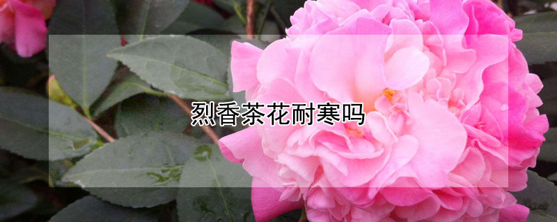 烈香茶花耐寒嗎