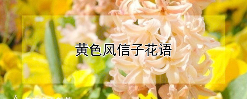 黃色風信子花語