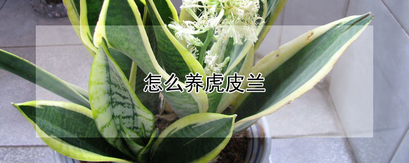 怎麼養虎皮蘭