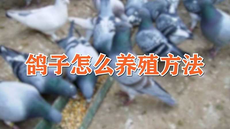 鴿子怎麼養殖方法