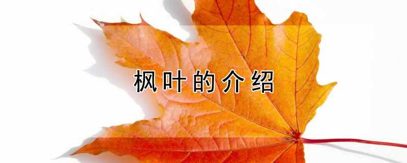 楓葉的介紹