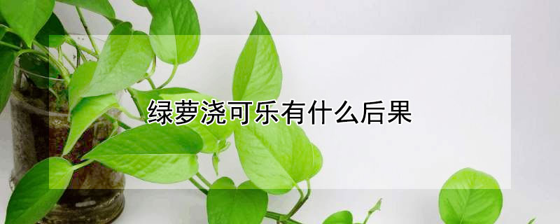 綠蘿澆可樂有什麼後果