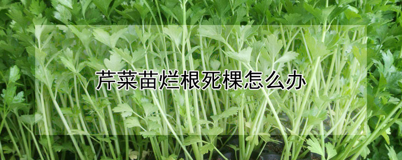 芹菜苗爛根死棵怎麼辦