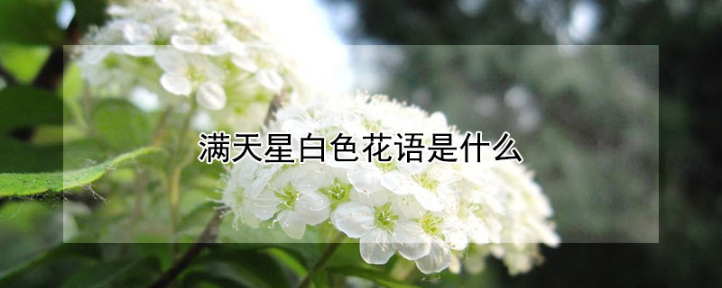 滿天星白色花語是什麼