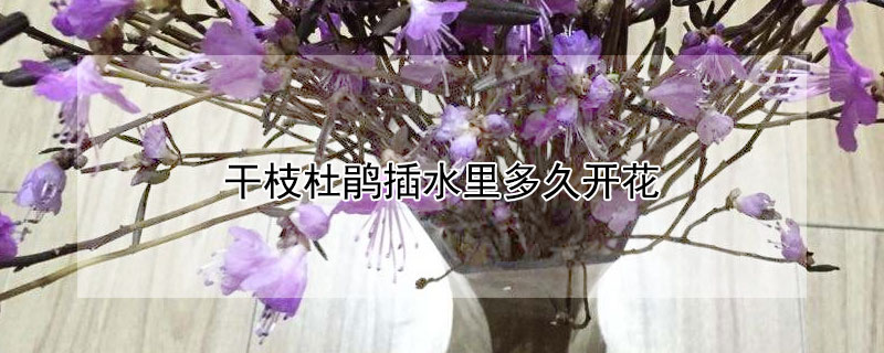 幹枝杜鵑插水裏多久開花