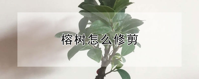 榕樹怎麼修剪