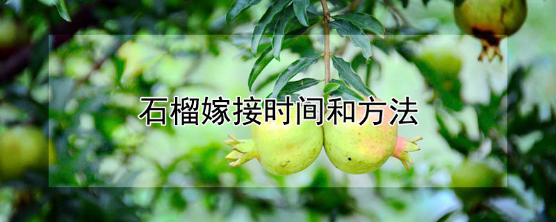 石榴嫁接時間和方法