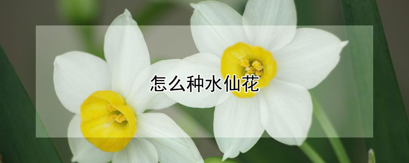 怎麼種水仙花