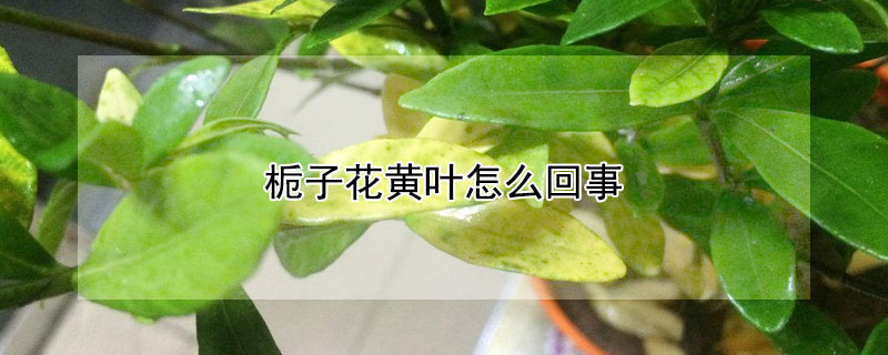 梔子花黃葉怎麼回事