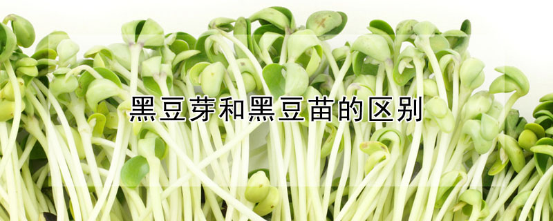 黑豆芽和黑豆苗的區別