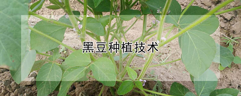 黑豆種植技術