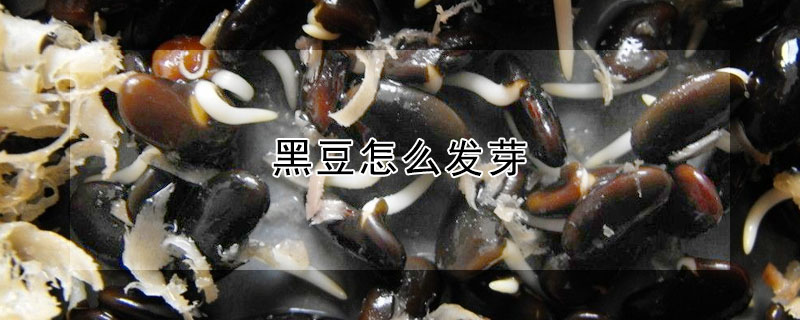 黑豆怎麼發芽