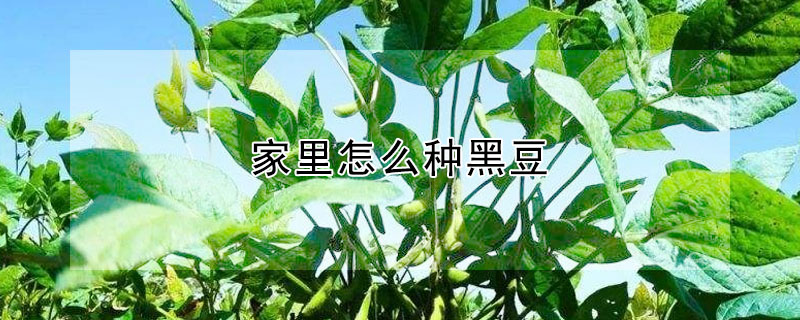 家裏怎麼種黑豆