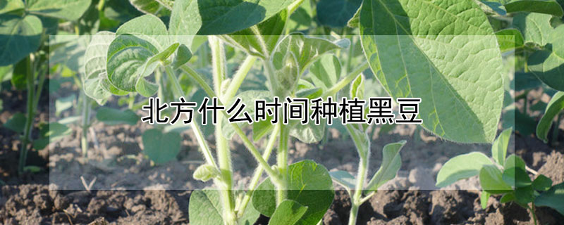 北方什麼時間種植黑豆