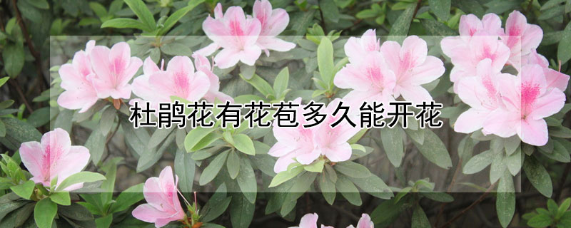 杜鵑花有花苞多久能開花