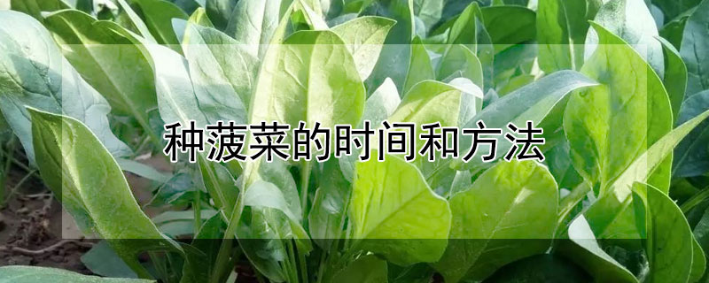 種菠菜的時間和方法