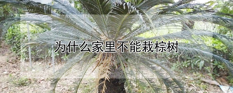 為什麼家裏不能栽棕樹