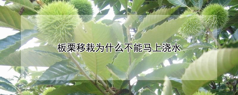 板栗移栽為什麼不能馬上澆水