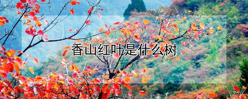 香山紅葉是什麼樹