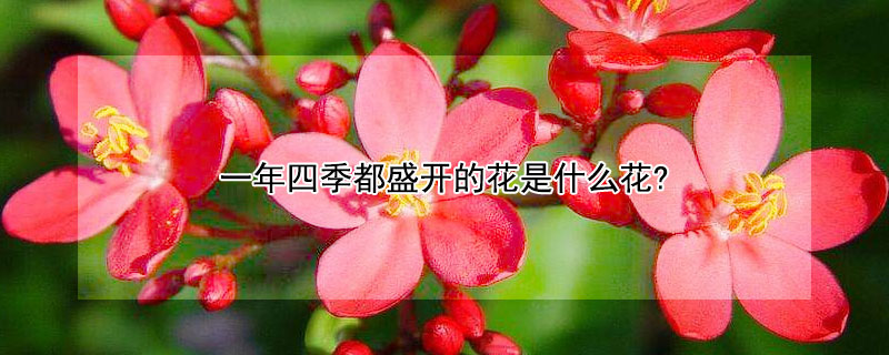 一年四季都盛開的花是什麼花?