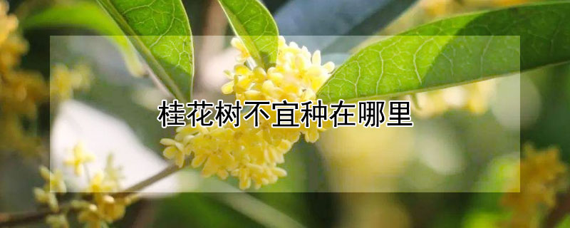 桂花樹不宜種在哪裏