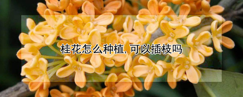 桂花怎麼種植,可以插枝嗎