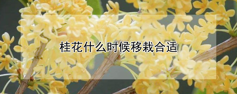 桂花什麼時候移栽合適