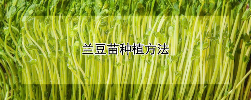 蘭豆苗種植方法