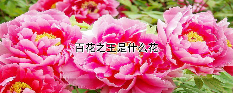 百花之王是什麼花