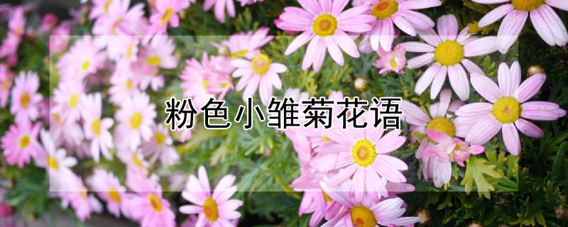 粉色小雛菊花語