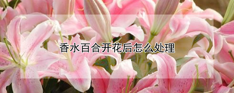 香水百合開花後怎麼處理